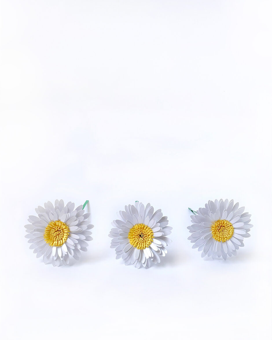 Margaritas Blancas Set x3 - Imagen 2